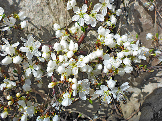 Low-growing plant