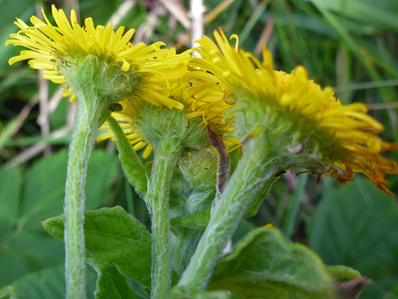 Phyllaries and florets