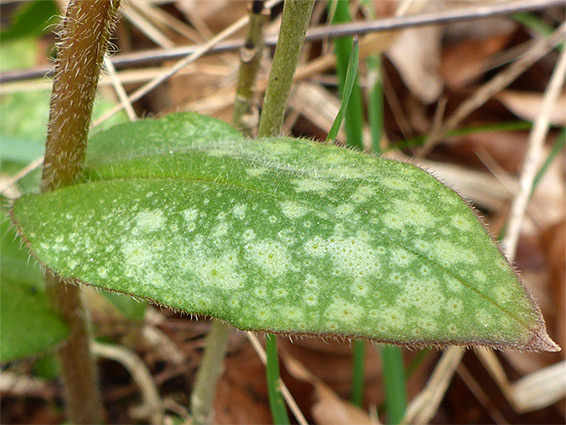 Variegated leaf