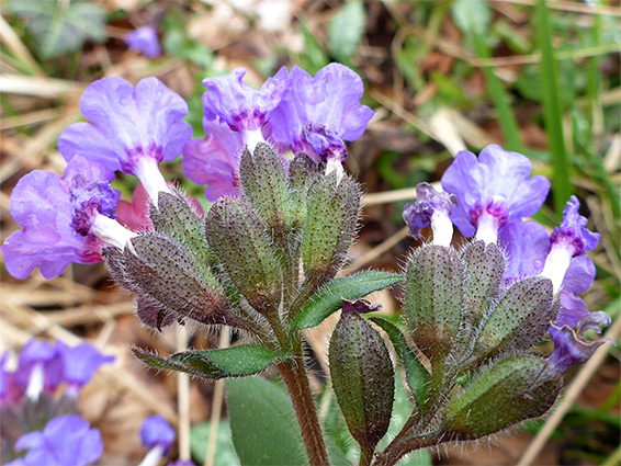 Flower cluster