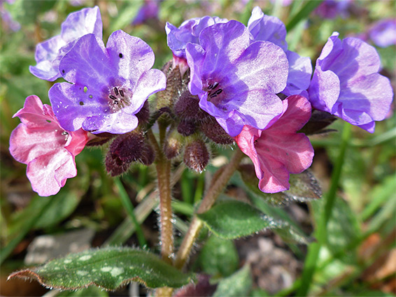 Bluish-purple flowers