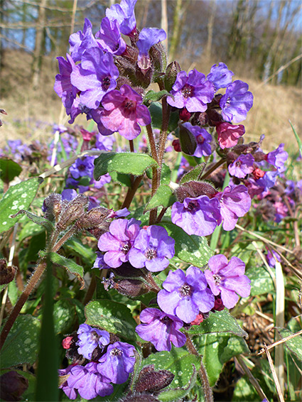 Inflorescence