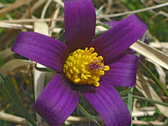 Deep purple petals