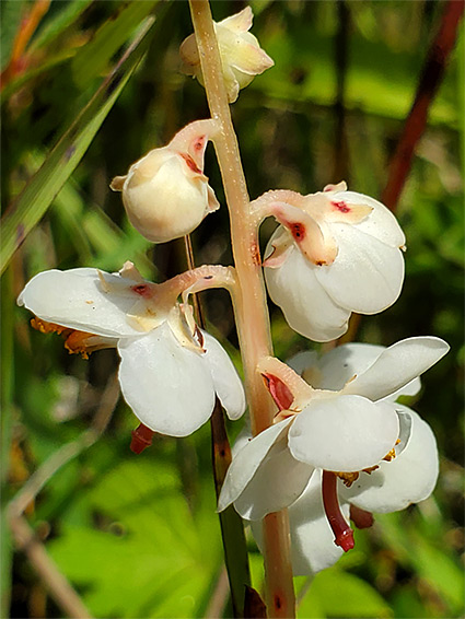 Red-blotched sepals