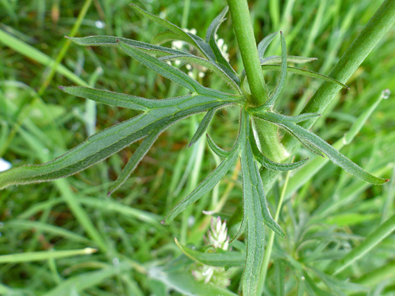 Stem and leaves