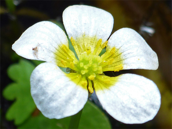 Ranunculus aquatilis (common water-crowfoot), Badgeworth Nature Reserve, Gloucestershire