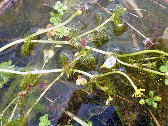 Stems and leaves