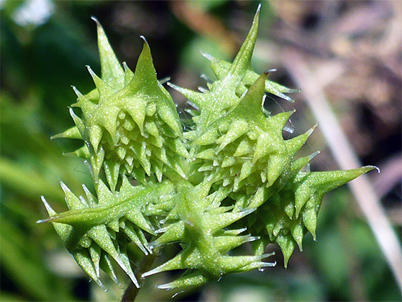 Green fruit