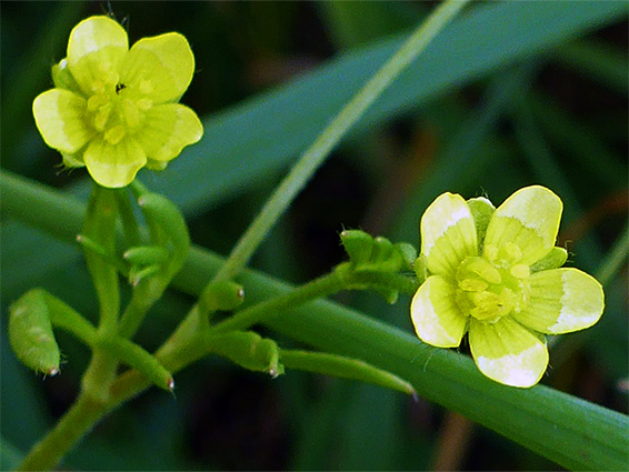 Two flowers