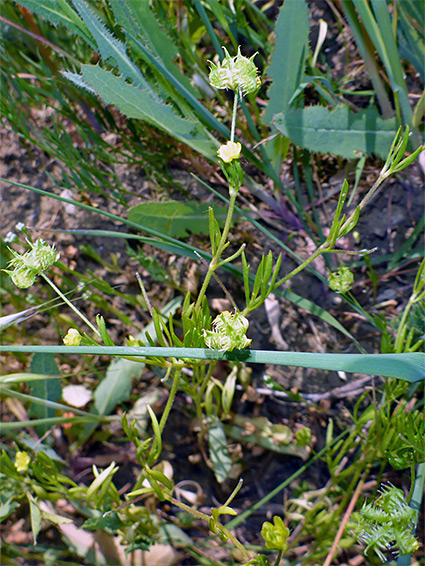 Branched stem