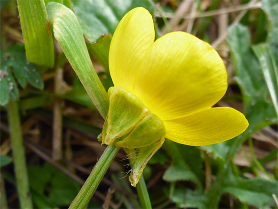 Bulbous buttercup (ranunculus bulbosus), Dawlish Warren, Devon