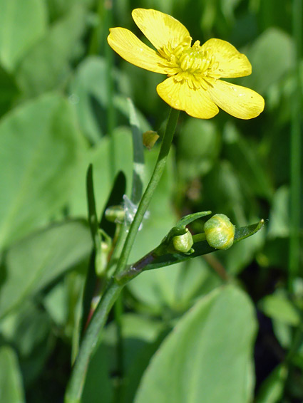 Flower and buds