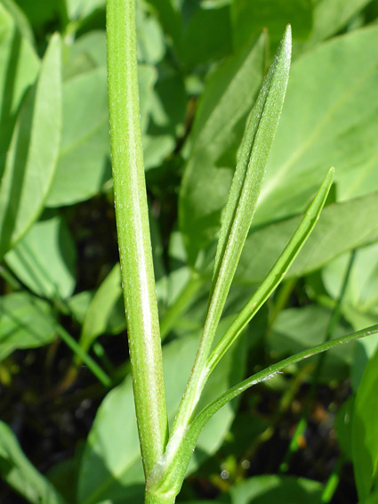 Stem and leaf