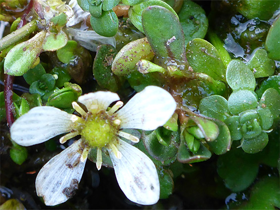 Ranunculus omiophyllus (round-leaved crowfoot), Wilmersham Common, Somerset