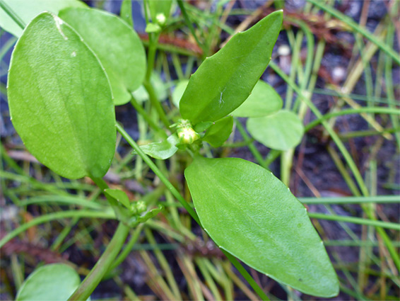 Leaves