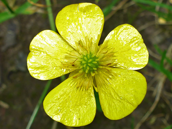 Yellow flower