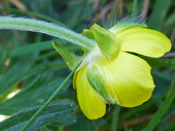 Petals and sepals