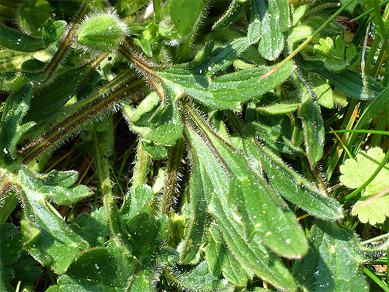 Lobed leaves