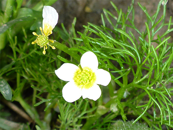 Threadleaf water-crowfoot (ranunculus trichophyllus), Pilning, South Gloucestershire