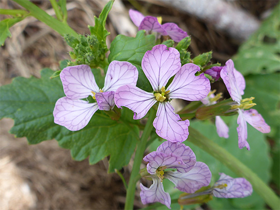 Flower cluster