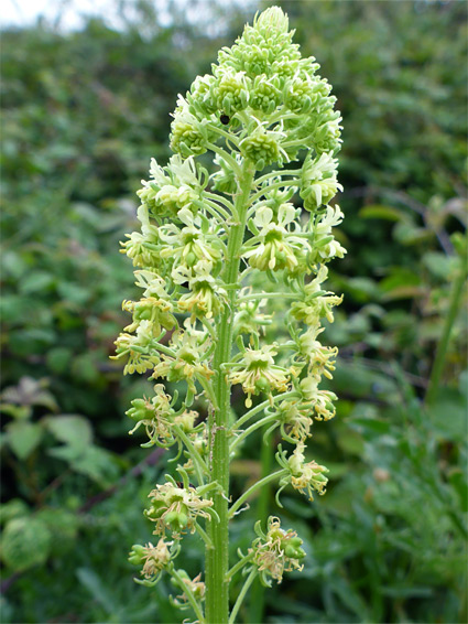 Greenish-yellow flowers