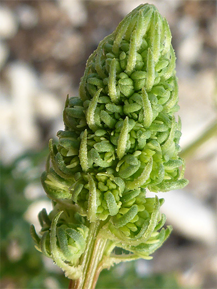 Developing inflorescence