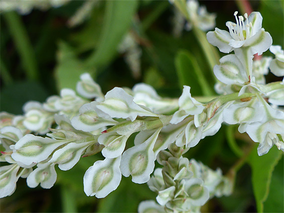 Reynoutria japonica (Japanese knotweed), Sand Point, Somerset