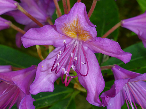 Rhododendron ponticum (rhododendron), Watersmeet, Devon