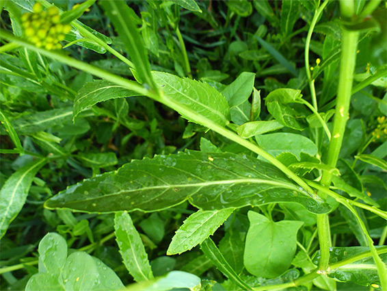 Toothed leaves