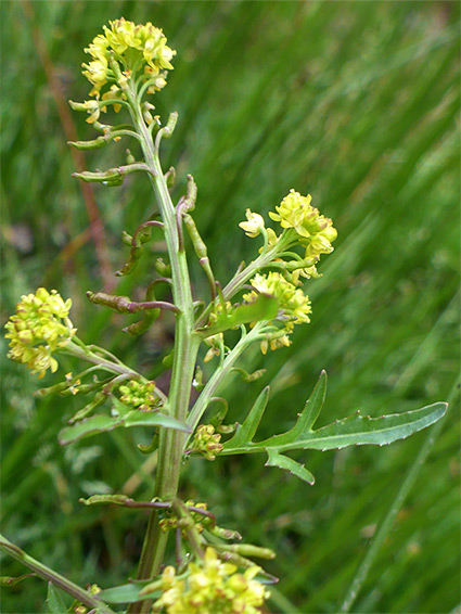 Thick, grooved stem