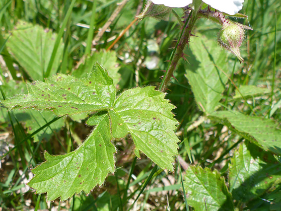 Compound leaves