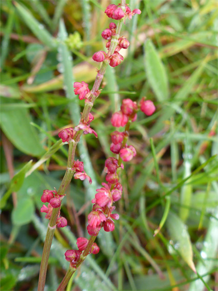 Rumex acetosella (sheep's sorrel), Whitesheet Hill, Wiltshire