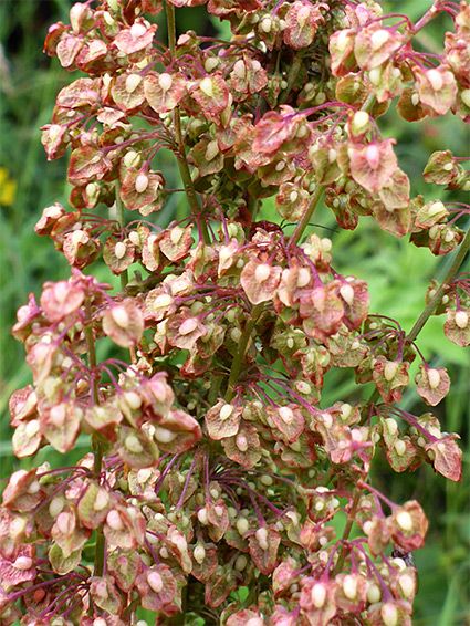 Dense flower cluster