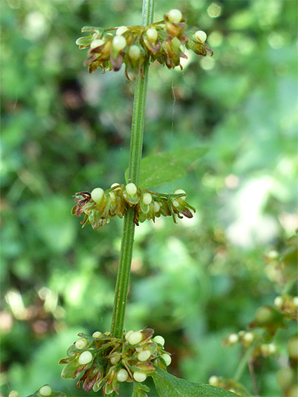 Great water dock (rumex hydrolapathum), Cannop Bridge Marsh, Gloucestershire