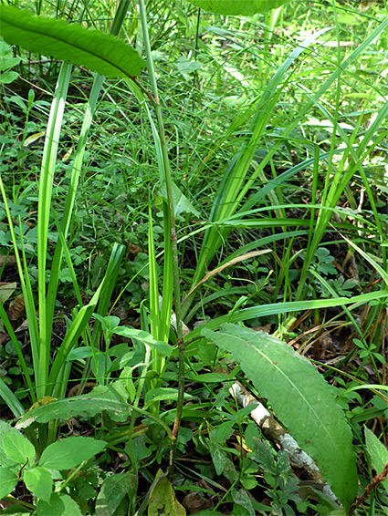 Stem and leaves