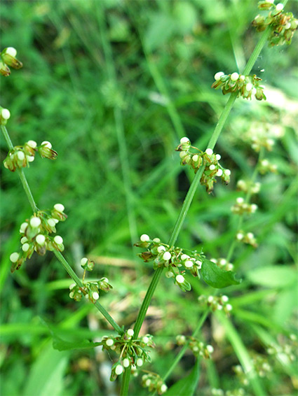 Greenish inflorescence