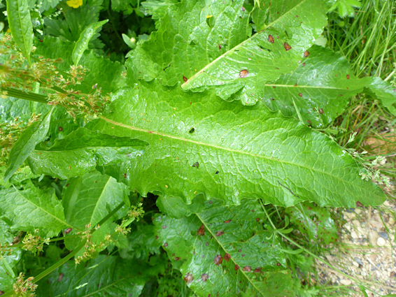 Wavy-edged leaves