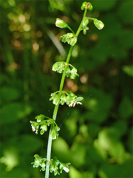 Wood dock (rumex sanguineus), Upper Welson Marsh, Herefordshire