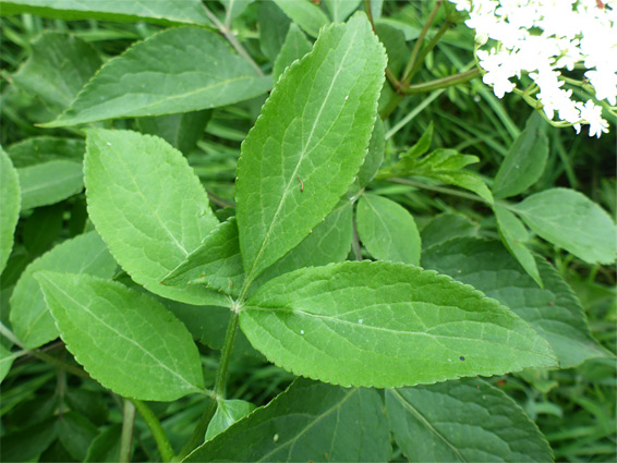 Leaves