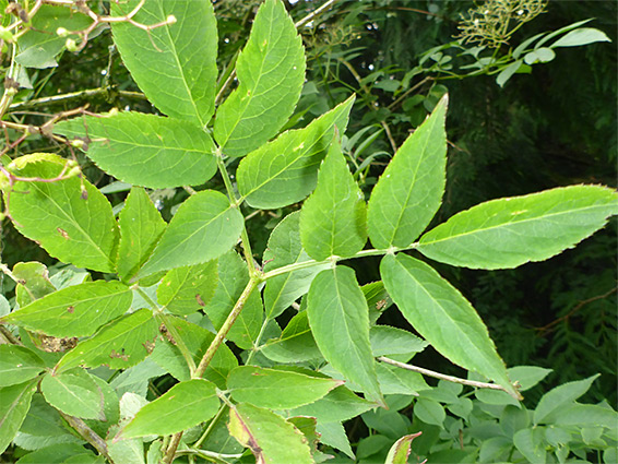 Compound leaves