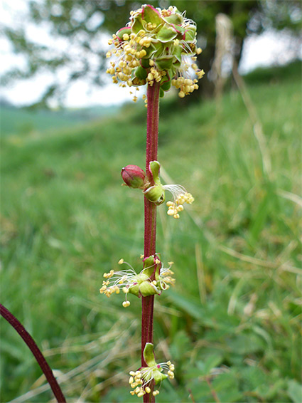 Flower clusters