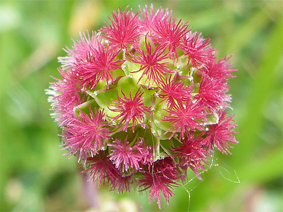 Spherical inflorescence