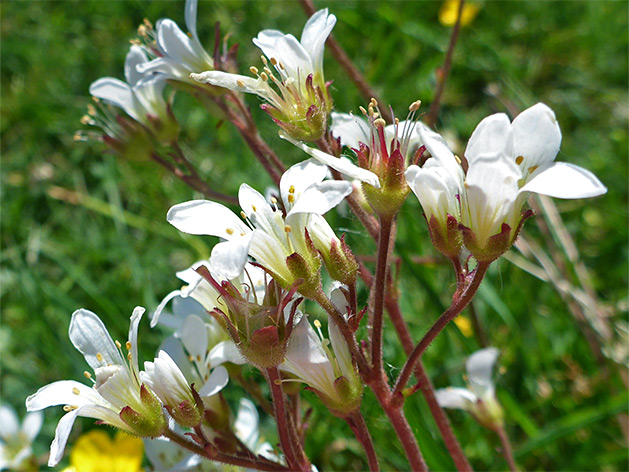 Meadow saxifrage