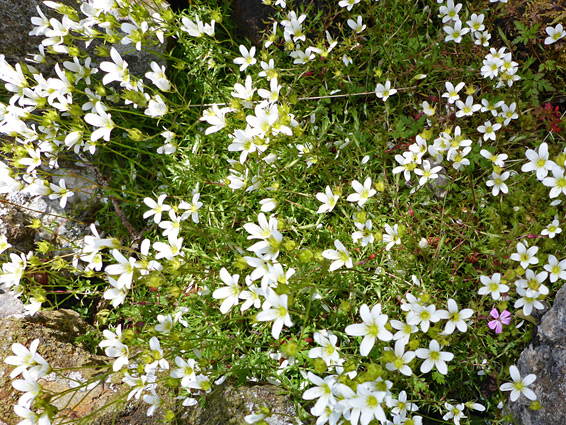 Many white flowers