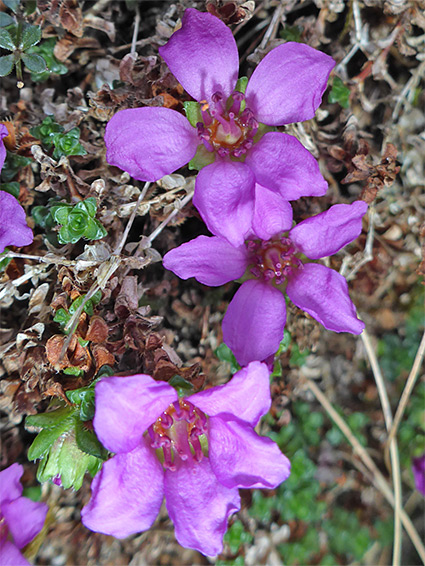 Three flowers