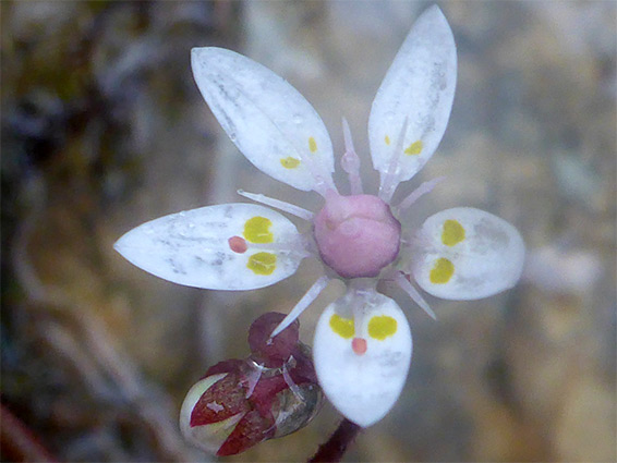 Bud and flower