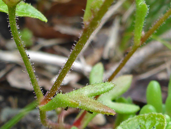 Glandular leaves and stem