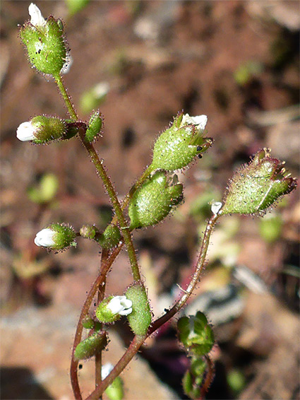 Hairy calyces