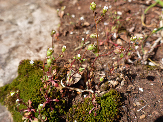 Branched stems