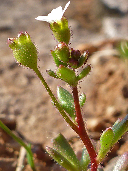 Glandular leaves and stem